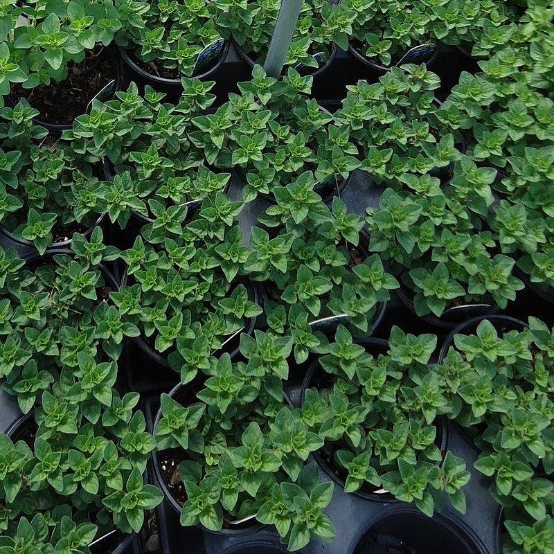 Origanum vulgare subsp. hirtum - Greek Oregano – Farmside Gardens