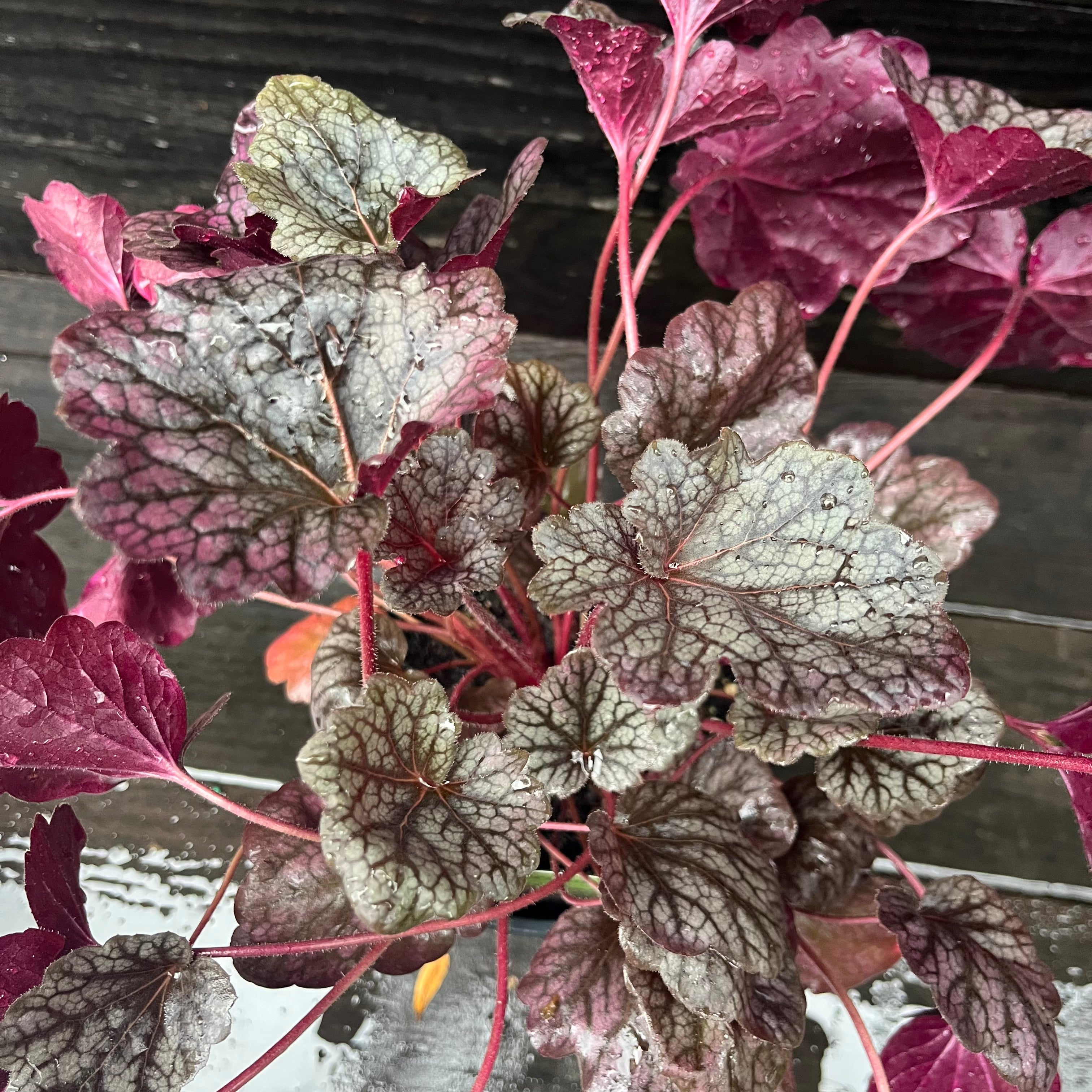Heuchera 'Grape Expectations'  - Grape Expectations Coral Bells