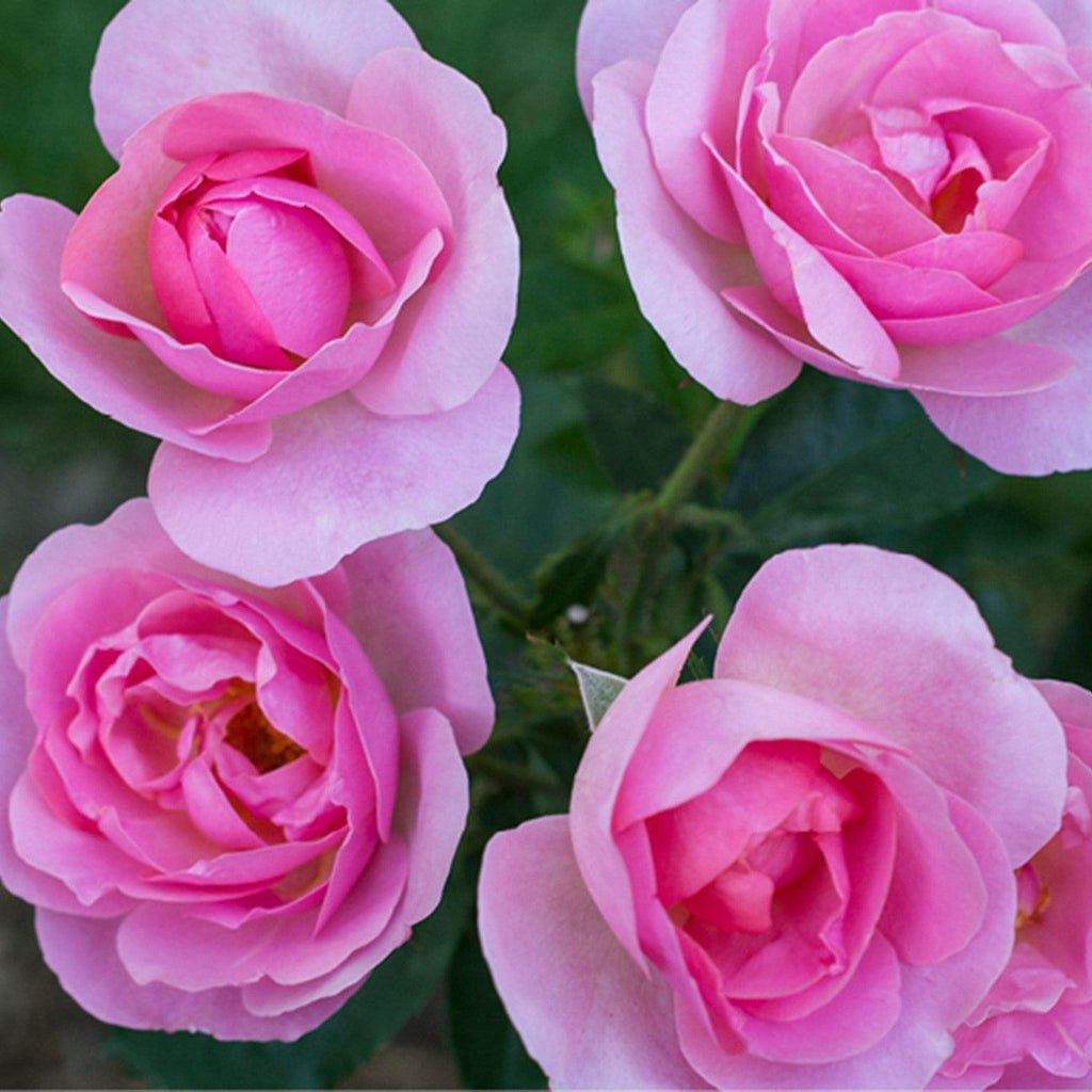 Rosa 'Radgor'  - Knock Out® Peachy Rose