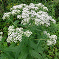 Eupatorium perfoliatum  - American Boneset