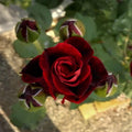 Rosa 'Don Juan'  - Don Juan Rose