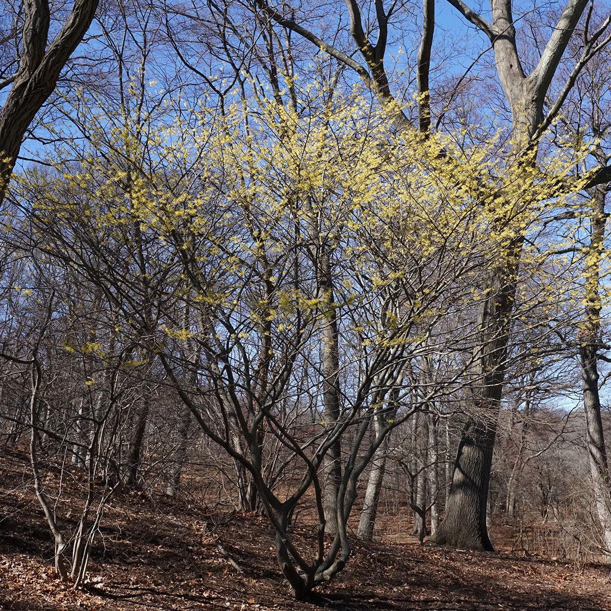 Hamamelis x intermedia 'Arnold Promise'  - Arnold Promise Witch Hazel