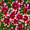 Coreopsis verticillata 'Heartstrings'  - Designer Threads™ Heartstrings Coreopsis