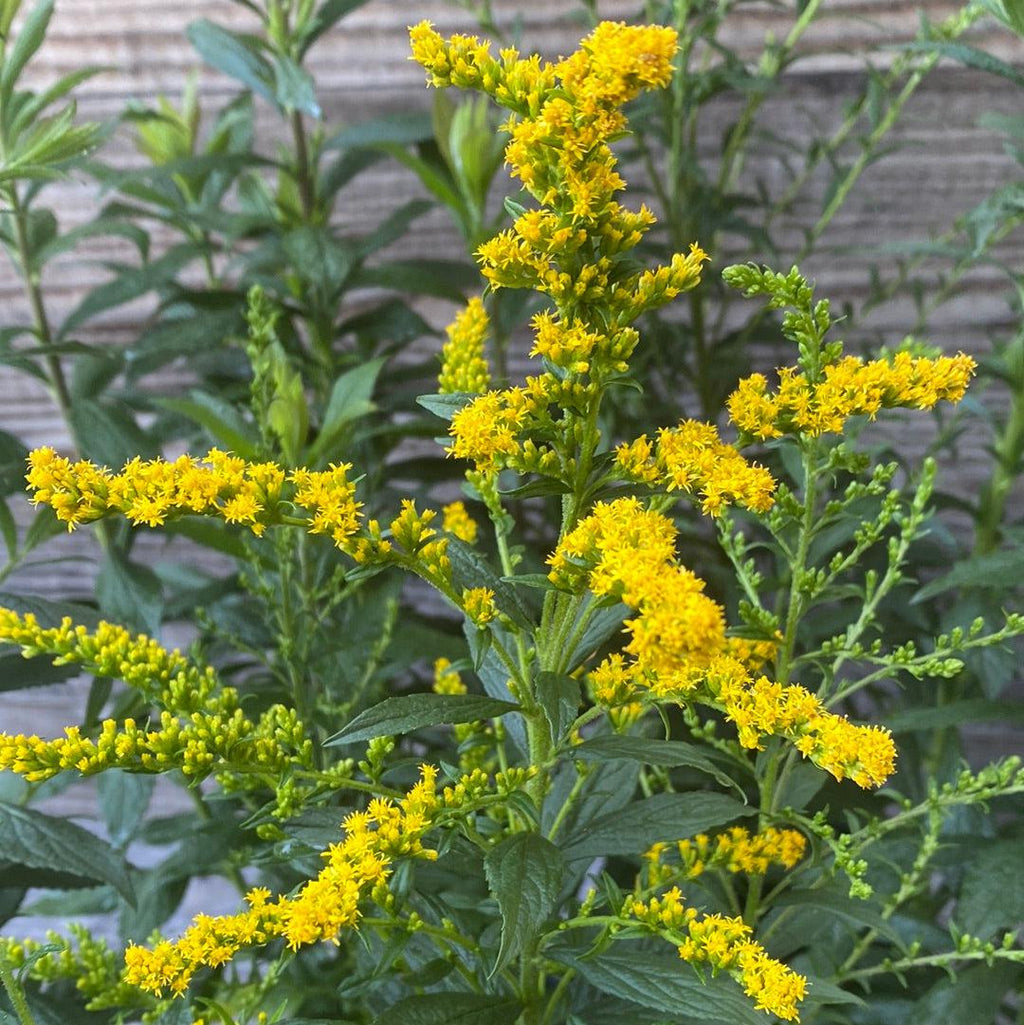Solidago rugosa 'Fireworks'  - Fireworks Goldenrod