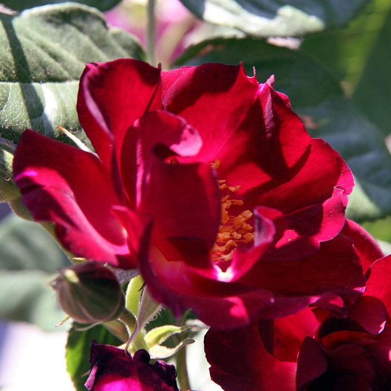 Rosa 'Don Juan'  - Don Juan Rose
