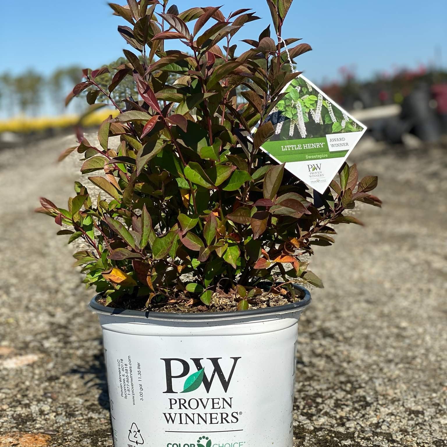 Itea virginica 'Sprich'  - Little Henry® Sweetspire