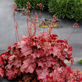 Heuchera x 'TNHEUNER' PP #29,420  - Northern Exposure™ Red Heuchera