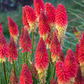 Kniphofia 'Rocket's Red Glare'  - PW® Pyromania® Rocket's Red Glare Red Hot Poker, Torch Lily
