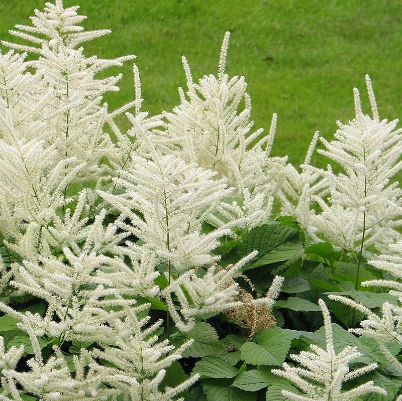 Aruncus dioicus  - Goat's Beard