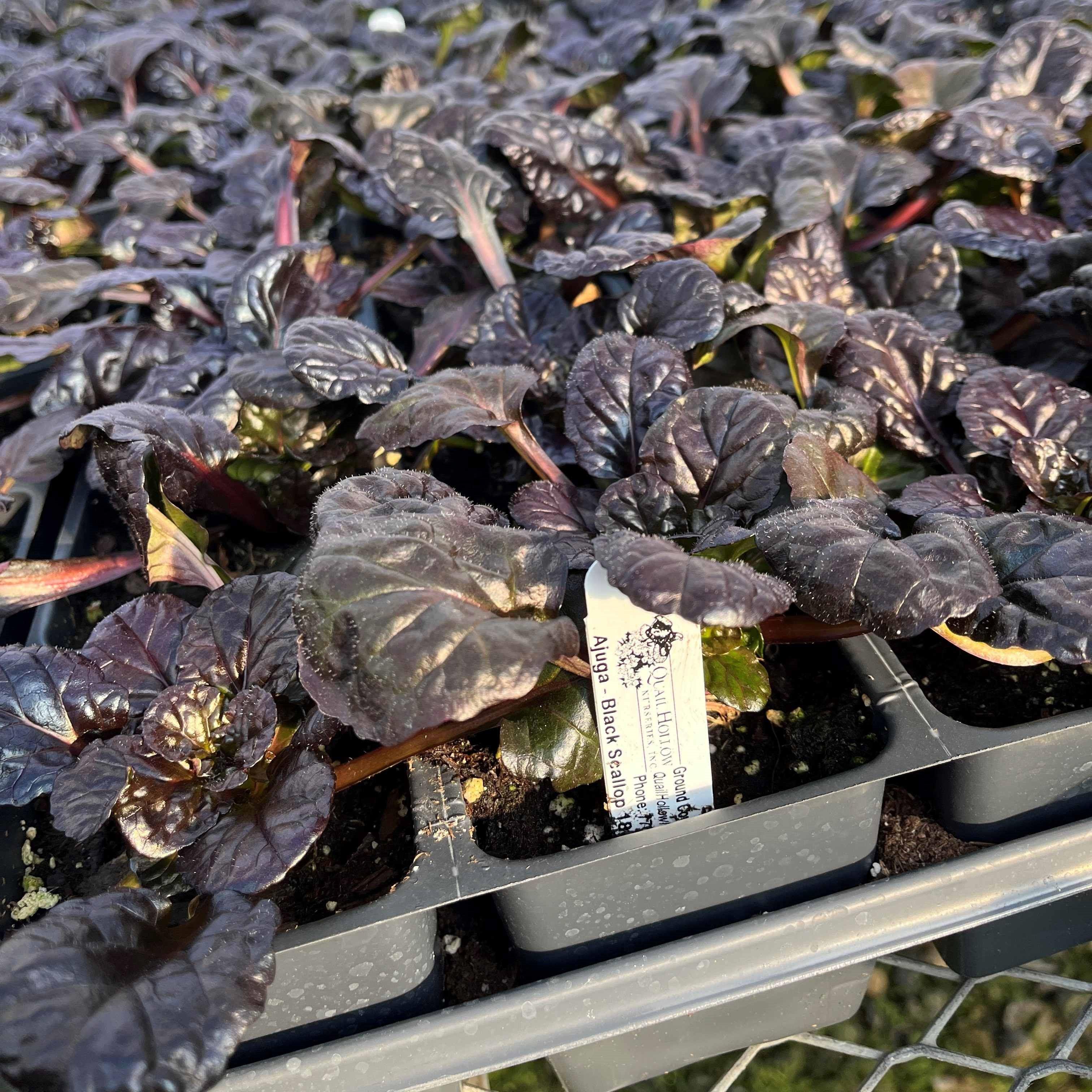 Ajuga reptans 'Binblasca'  - Black Scallop Bugleweed