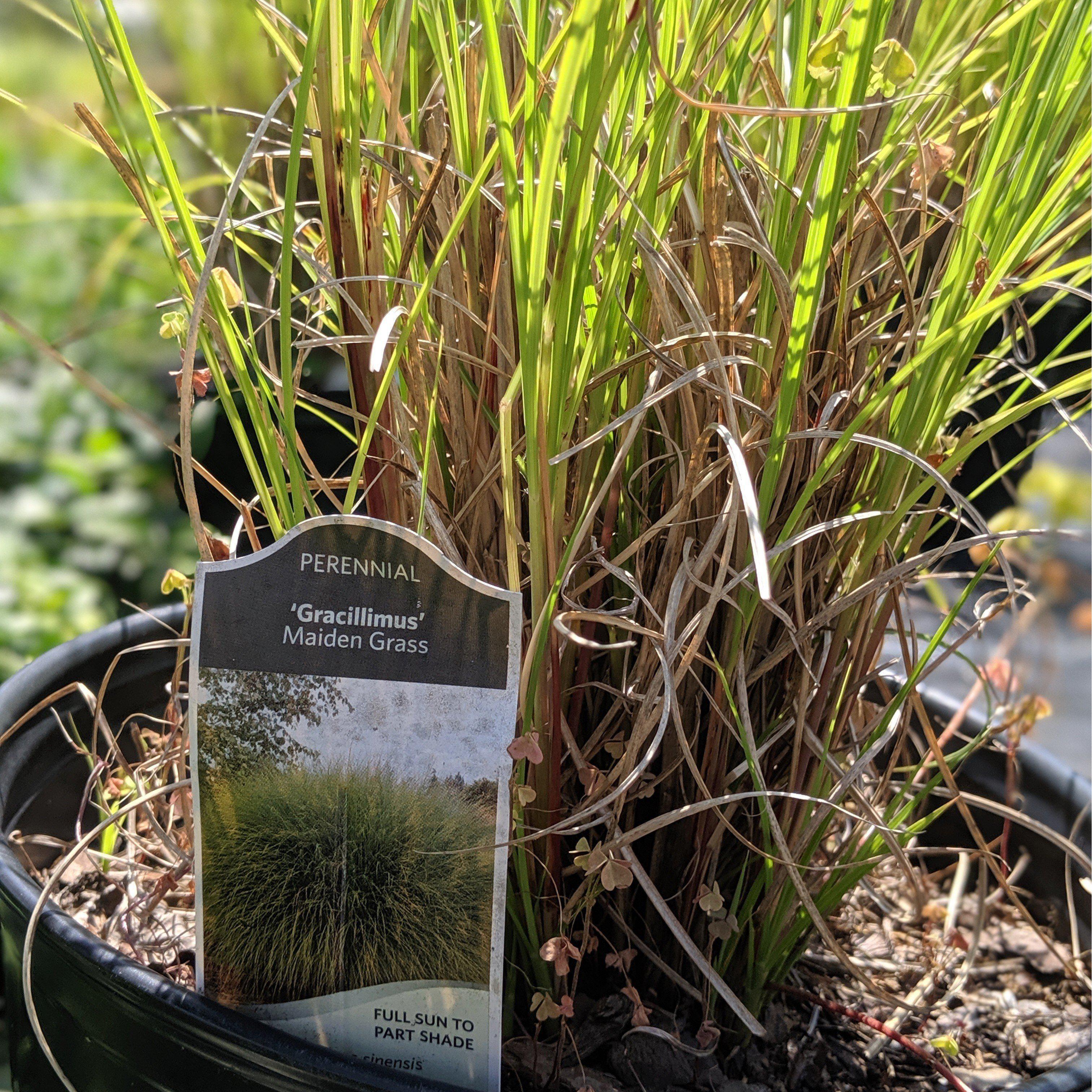 Miscanthus sinensis 'Gracillimus'  - Maiden Grass