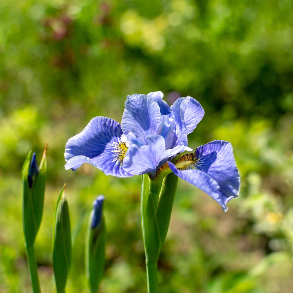 Iris sibirica 'Cape Cod Boys'  - Cape Cod Boys Siberian Iris