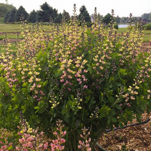 Baptisia 'Pink Lemonade' PP30,669  - PW® Decadence® Deluxe Pink Lemonade False Indigo