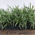 Liriope spicata  - Creeping Lily Turf