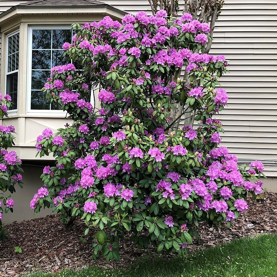 Rhododendron 'English Roseum'  - English Roseum Rhododendron