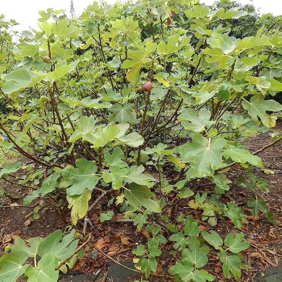 Ficus carica 'Brown Turkey'  - Brown Turkey Fig