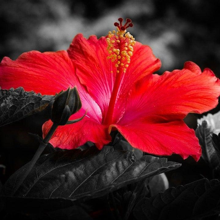 Hibiscus 'Midnight Marvel'  - Midnight Marvel Red Leaf Hibiscus