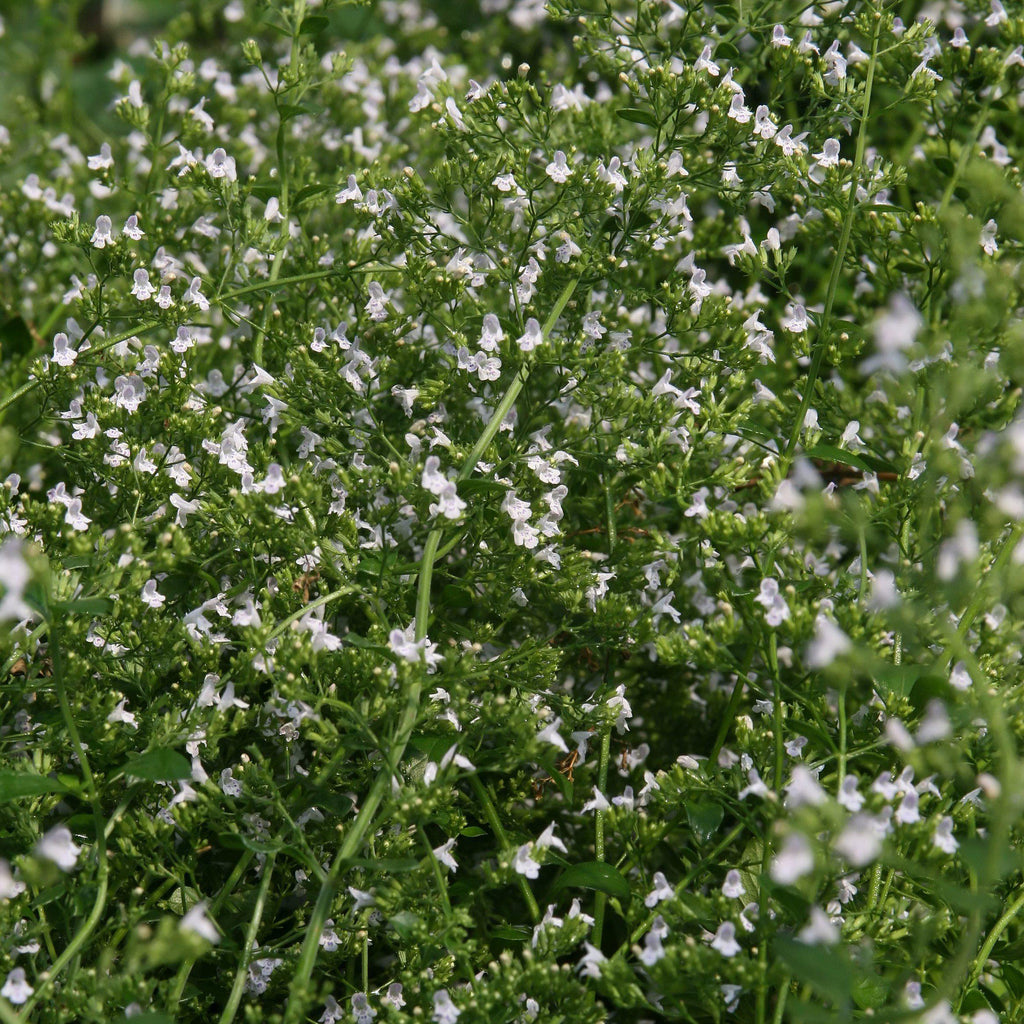 Calamintha nepeta 'White Cloud'  - White Cloud Calamint