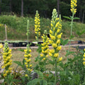 Baptisia australis 'American Goldfinch'  - American Goldenfinch False Indigo