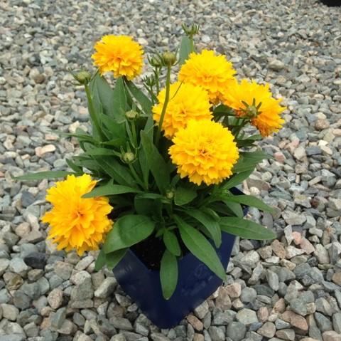 Coreopsis grandiflora 'DCOREO16'  - Solanna™ Golden Sphere Tickseed