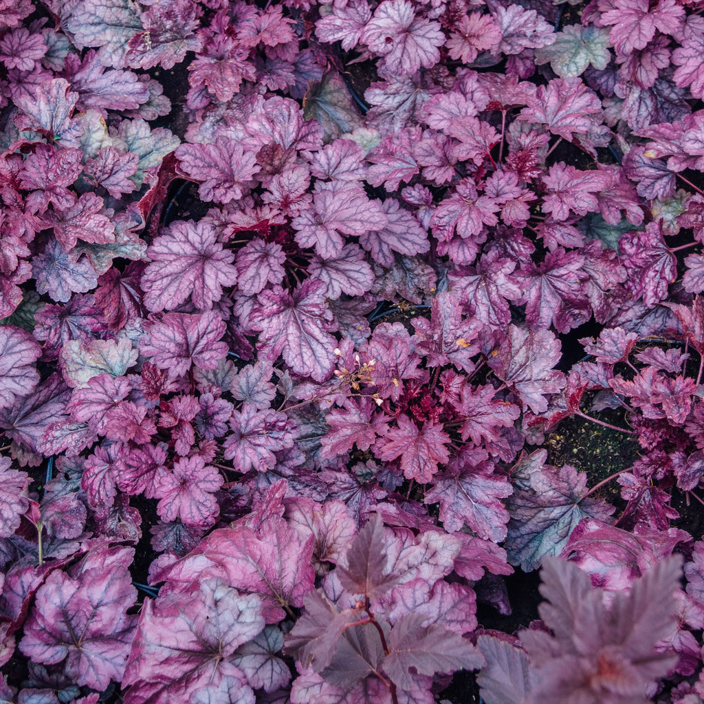 Heuchera 'Grape Expectations'  - Grape Expectations Coral Bells