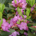 Rhododendron 'PJM Elite'  - PJM Elite Rhododendron