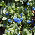 Brunnera macrophylla 'Sea Heart'  - Sea Heart Siberian Bugloss