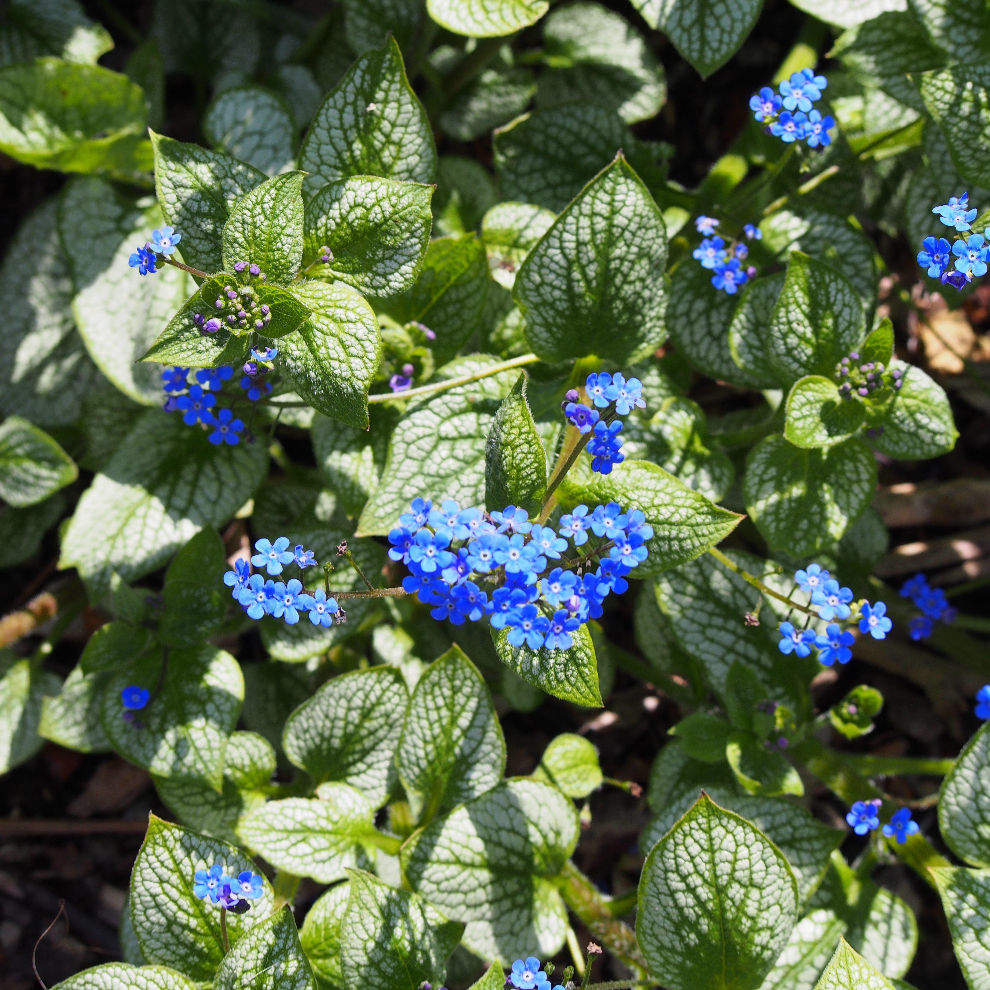 Brunnera macrophylla 'Sea Heart'  - Sea Heart Siberian Bugloss
