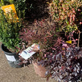 Leucothoe keiskei 'Opstal 50'  - Burning Love™ Leucothoe