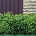 Buxus ‘SB300’ PP32421  - NewGen™ Freedom® Boxwood