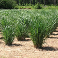 Panicum virgatum 'Thundercloud'  - Thundercloud Switch Grass