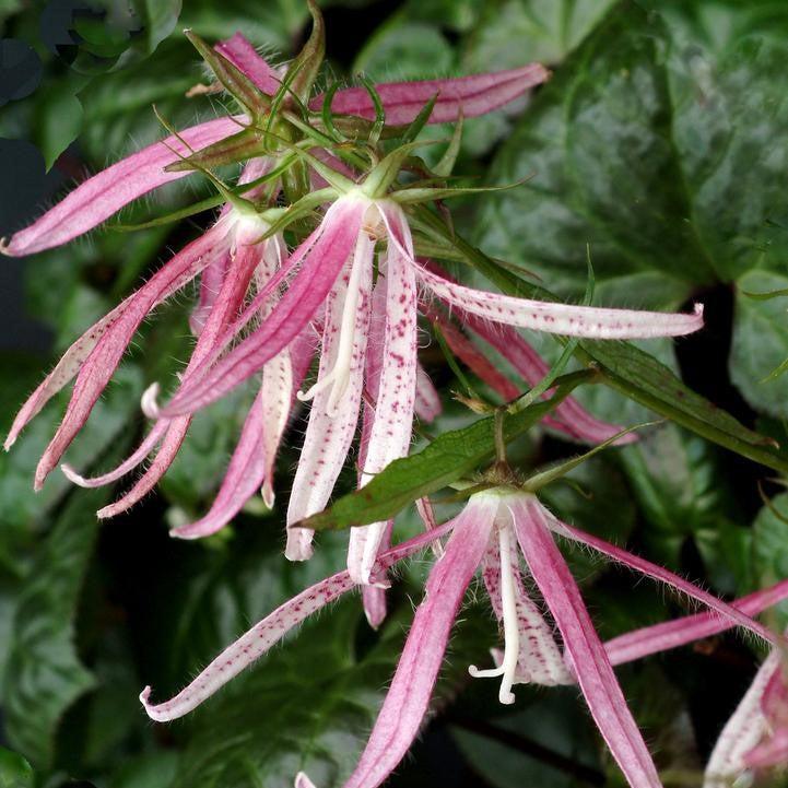 Campanula 'Pink Octopus'  - Pink Octopus Bellflower