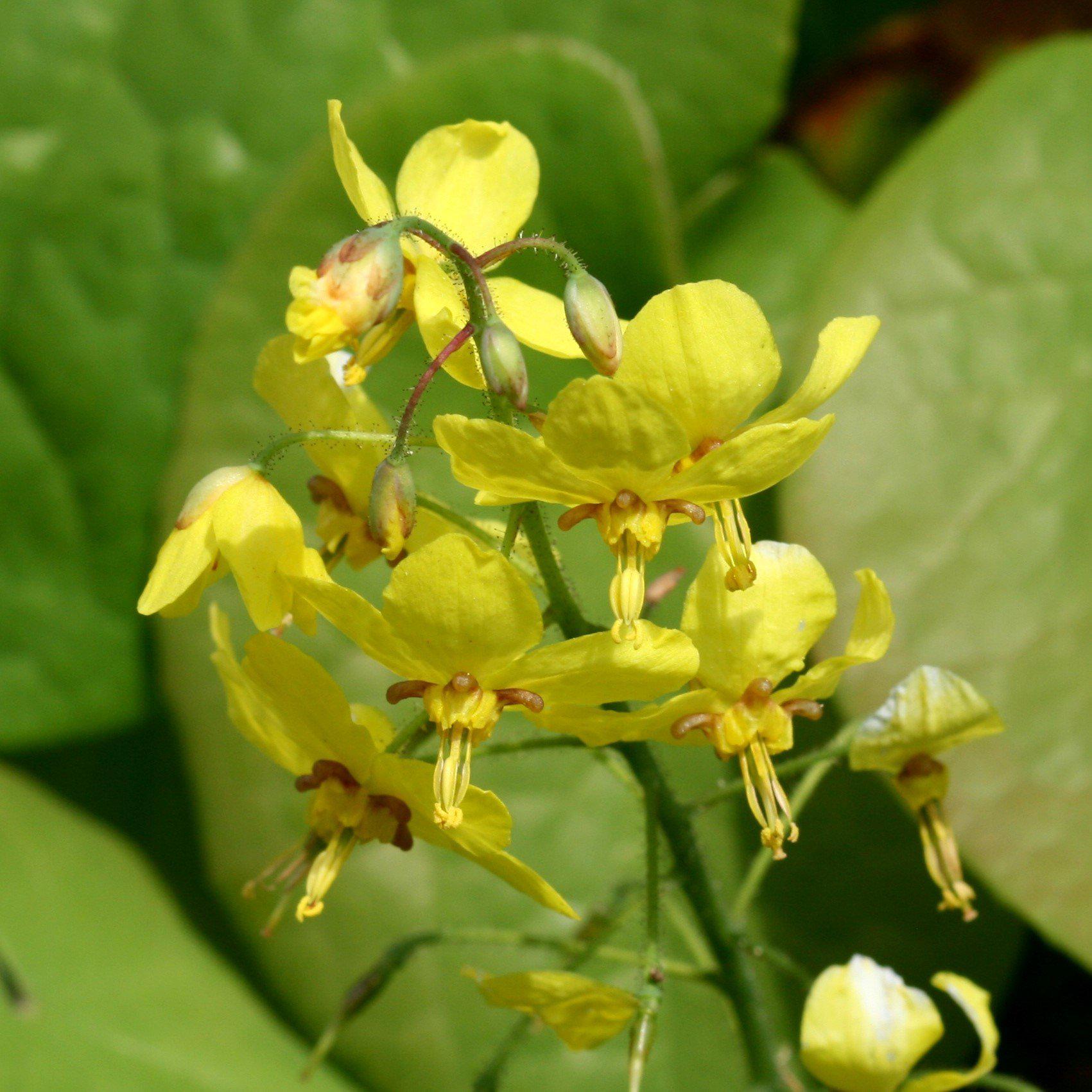 Epimedium x perralchicum 'Frohnleiten'  - Frohnleiten Barrenwort, Bishop's Hat