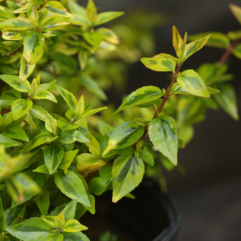 Abelia x grandiflora 'Kaleidoscope'  - Kaleidoscope Abelia