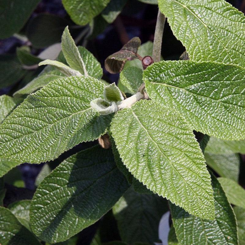 Viburnum × rhytidophylloides 'Alleghany'  - Alleghany Viburnum