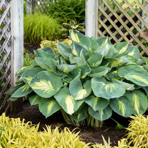 Hosta 'Hudson Bay' PP23598  - PW® Shadowland® Hudson Bay Hosta
