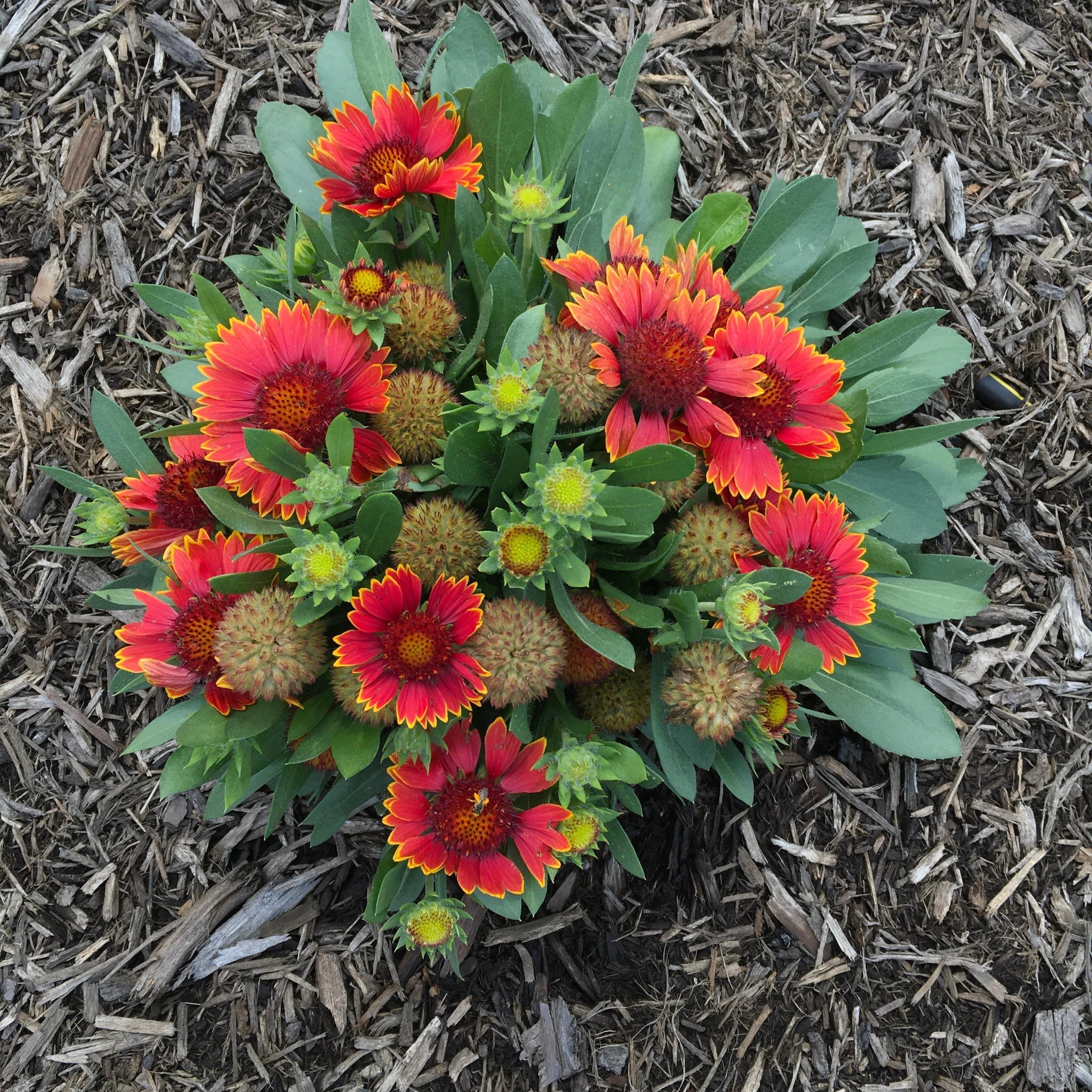 Gaillardia aristata 'Bargaispinor'  - Spintop™ Orange Halo Blanket Flower
