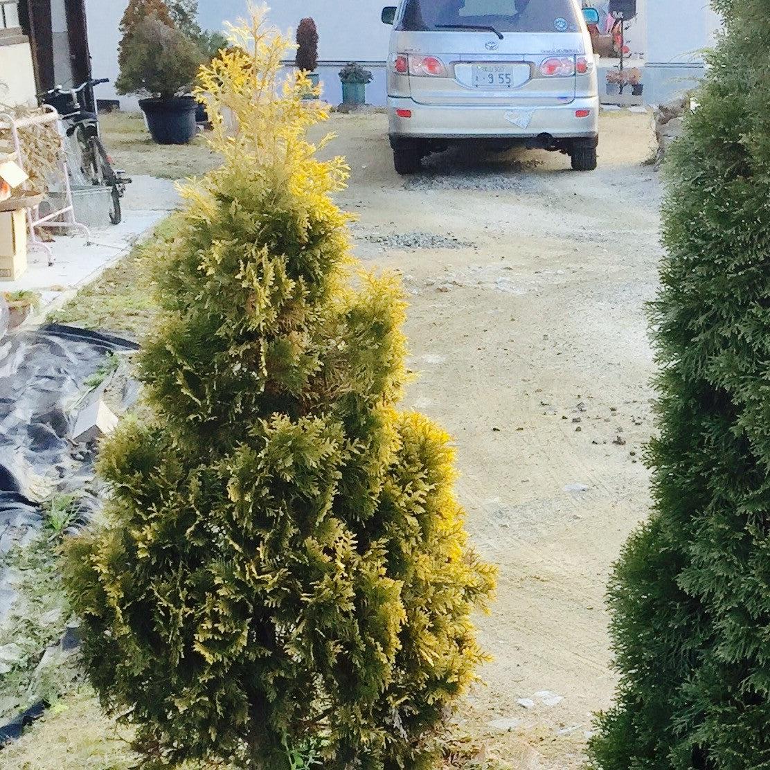 Thuja occidentalis 'Jantar'  - Amber Gold Arborvitae