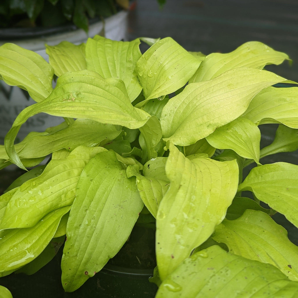 Hosta 'Dancing Queen'  - Dancing Queen Hosta