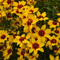 Coreopsis verticillata 'Golden Needles'  - Designer Threads™ Golden Needles Coreopsis