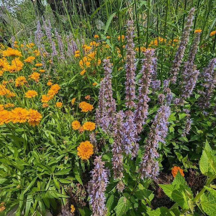 Agastache foeniculum  - Anise Purple Hyssop