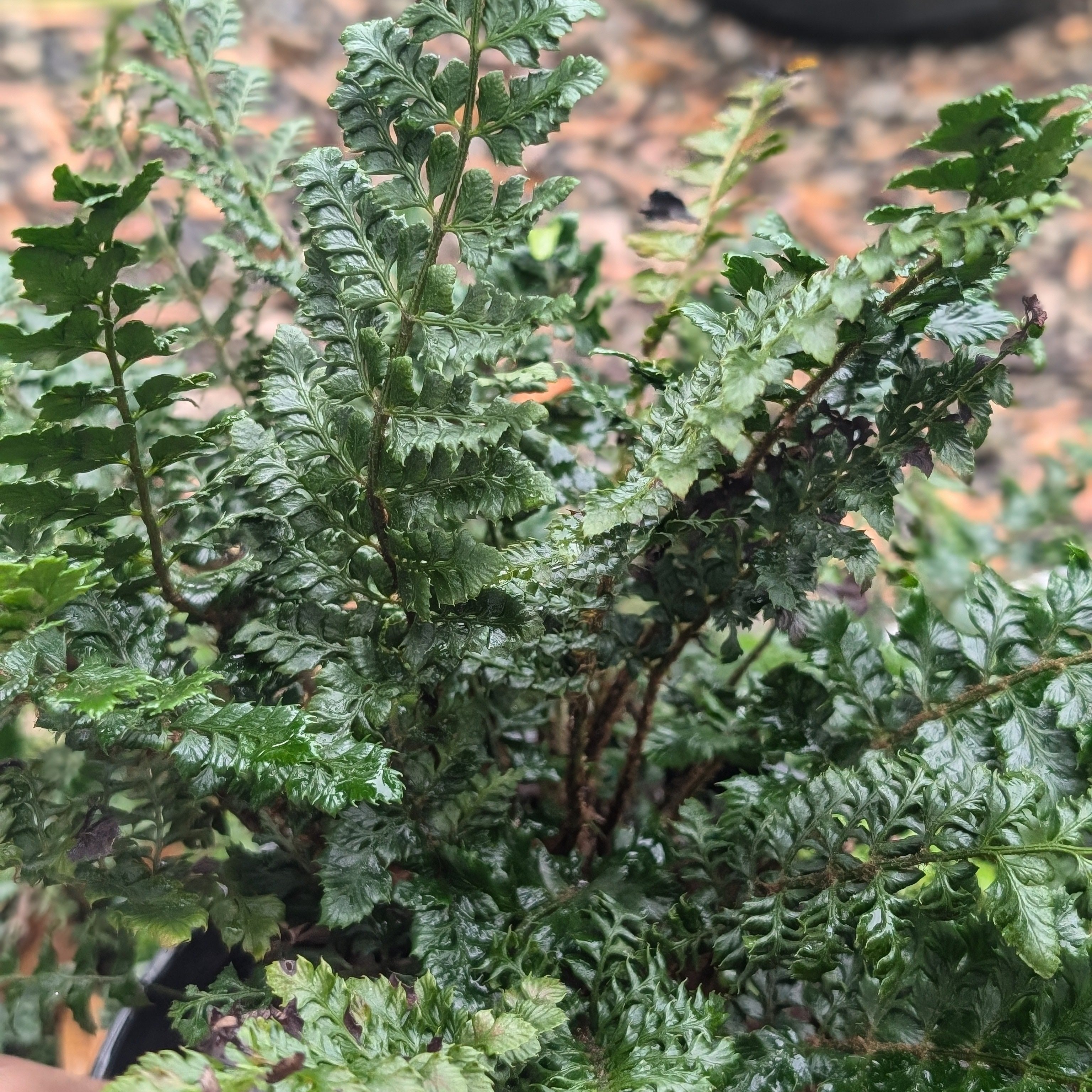 Polystichum polyblepharum  - Tassel Fern