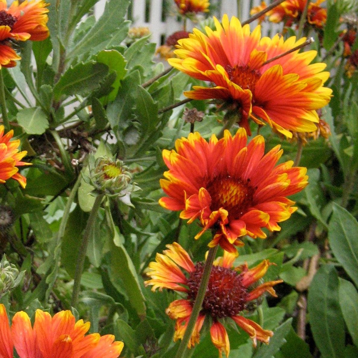 Gaillardia 'Copper Sun'  - Spintop™ Copper Sun Blanket Flower