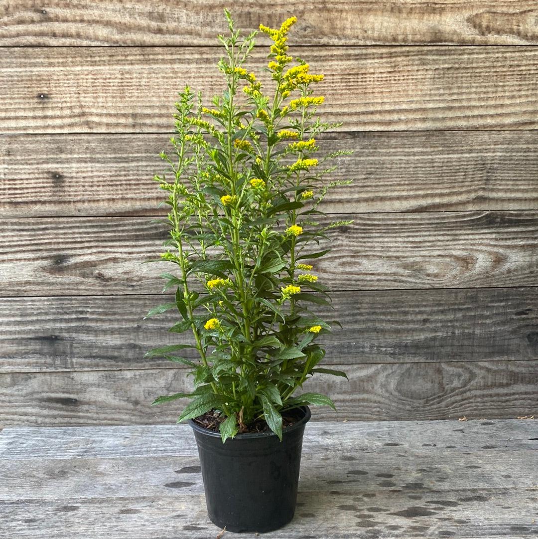 Solidago rugosa 'Fireworks'  - Fireworks Goldenrod
