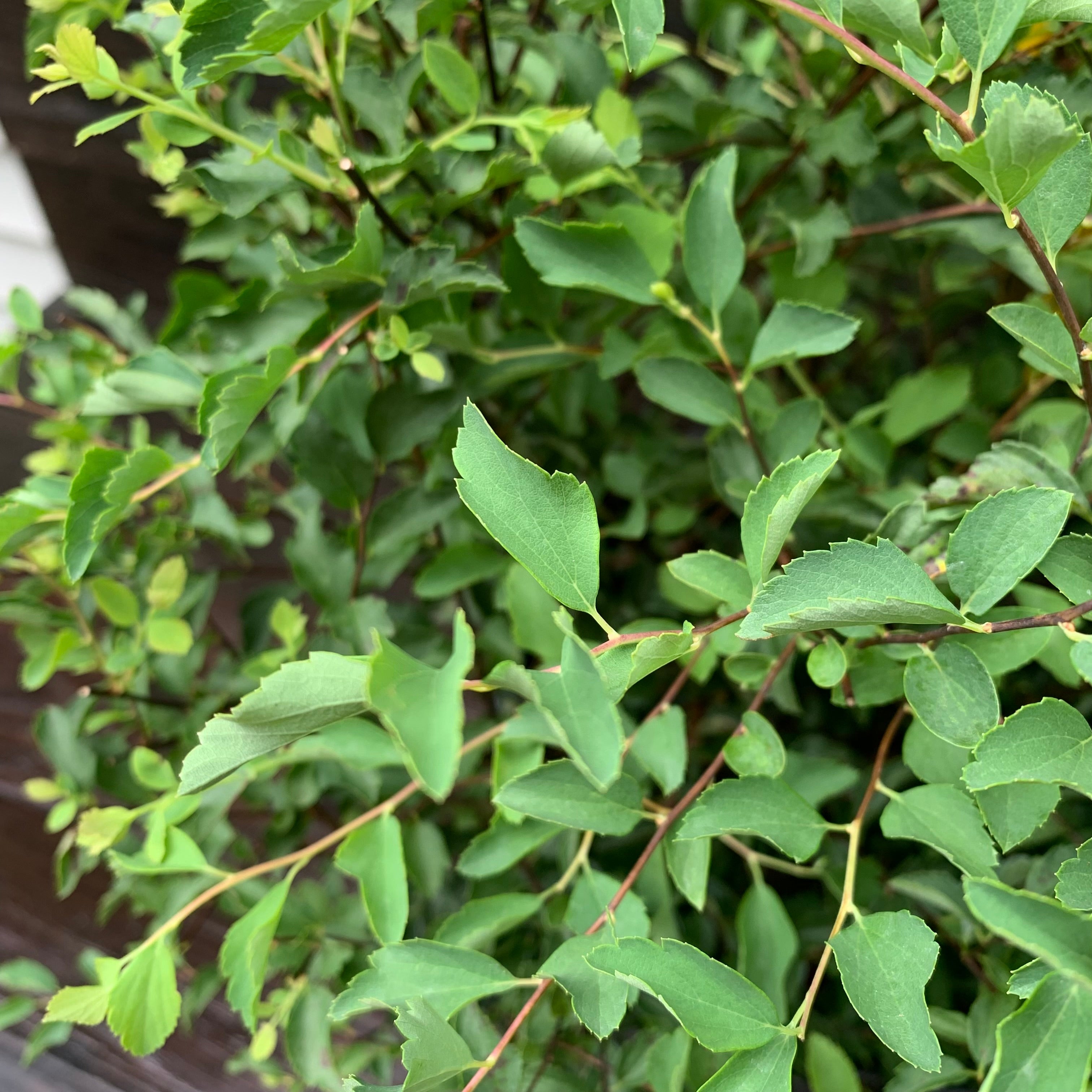 Spiraea x vanhouttei 'Renaissance'  - Renaissance Spirea