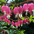 Dicentra spectabilis  - Asian Bleeding Heart