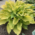 Hosta 'Echo the Sun' PP35,943  - PW® Shadowland® Echo the Sun Hosta